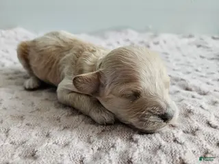 Cavapoo dogs Daisy - Ad 33