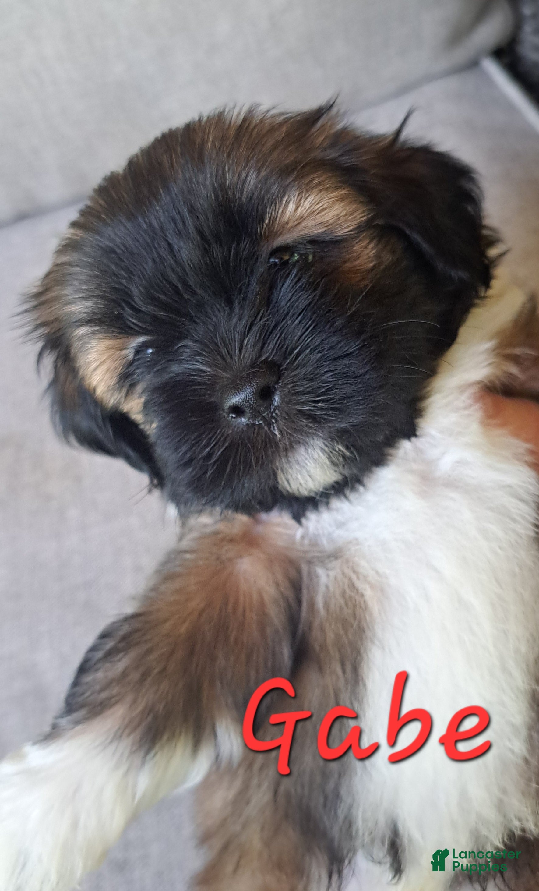 Lhasa Apso dogs Gabe - Ad 2