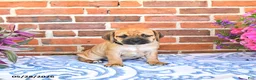 Puggle dogs for sale: Rickie - Ad 3