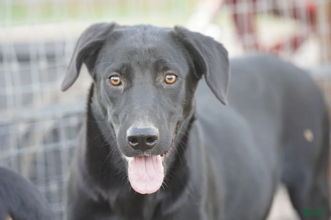 Mixed Breed dogs for sale: Jet Tiscar Farm Dog - Ad 45