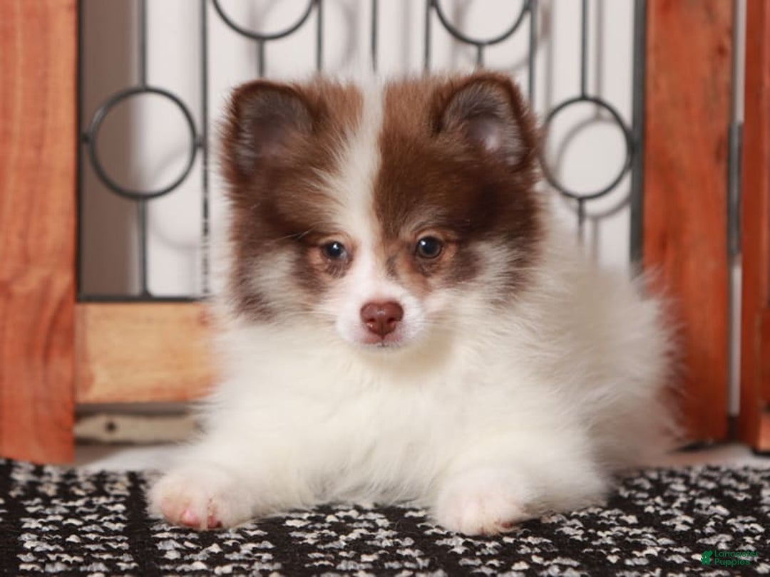 Pomeranian dogs for sale: Boris - Ad 3