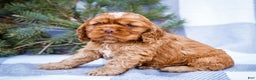 Cocker Spaniel dogs for sale: Tony - Ad 7