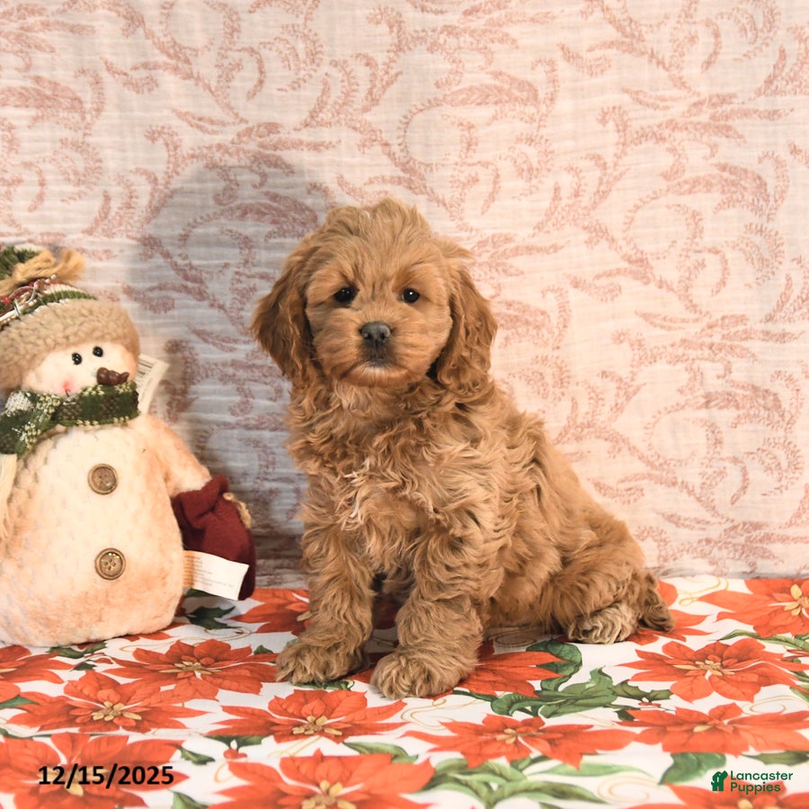 Cockapoo dogs Julie  - Ad 12