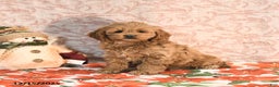 Cockapoo dogs for sale: Julie  - Ad 1