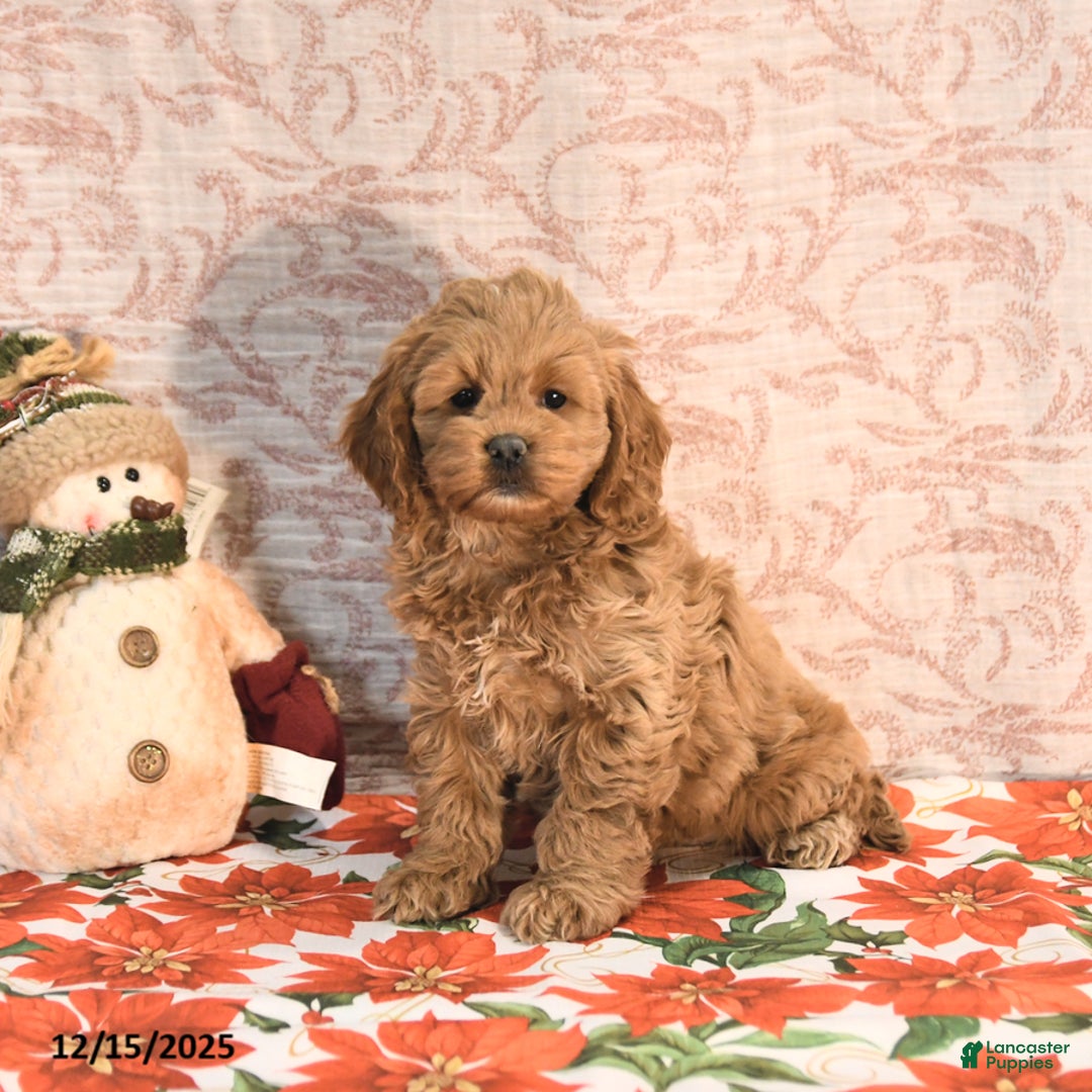 Cockapoo dogs for sale: Julie  - Ad 1