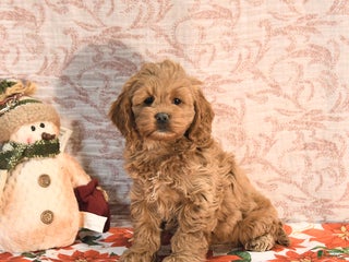 Cockapoo dogs Julie - Ad 12