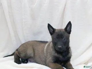 Belgian Malinois dogs Belgian Malinois Puppy 1 - Ad 2