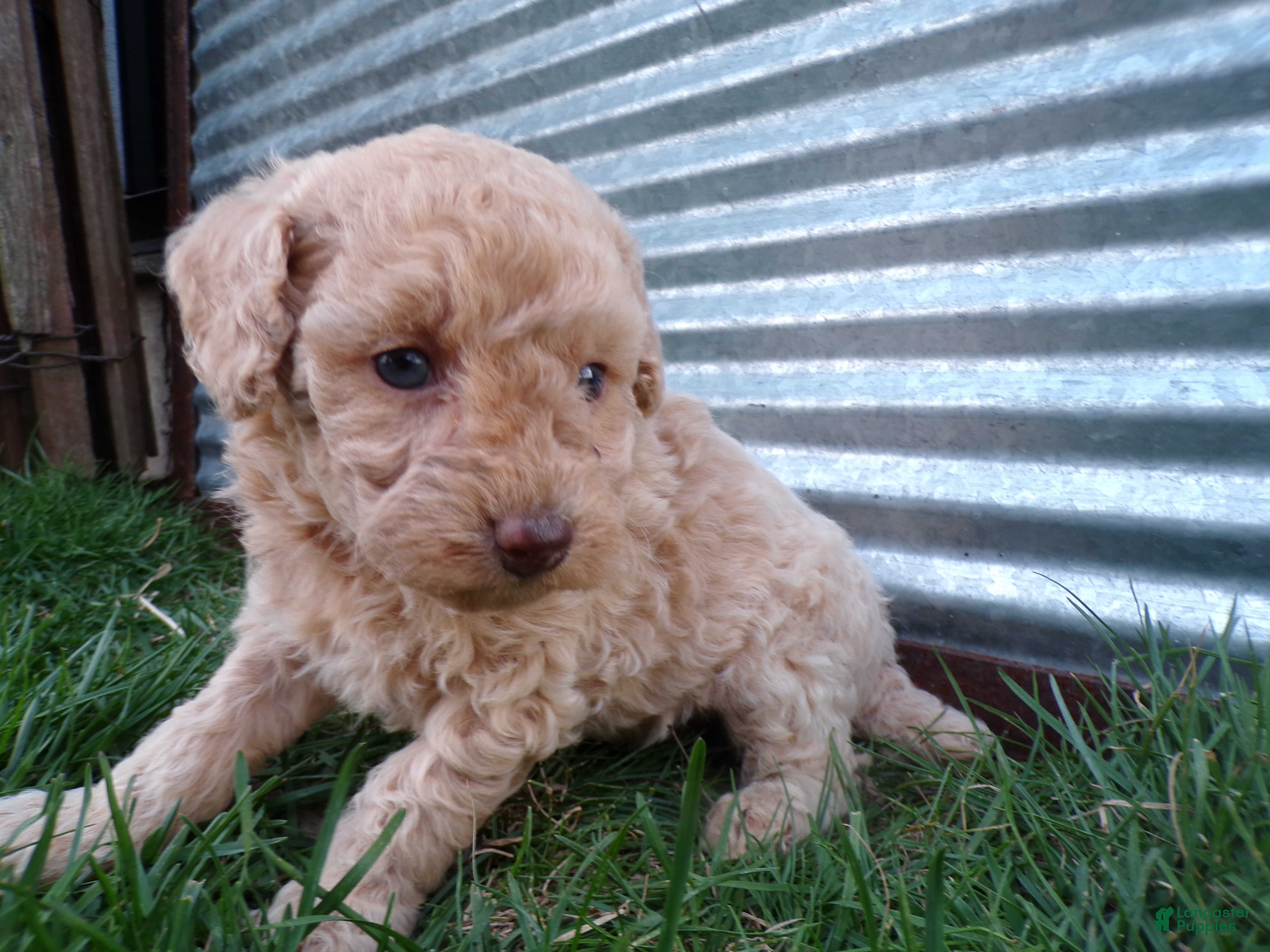 Toy Poodle dogs Reba - Ad 1