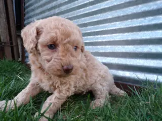 Toy Poodle dogs for sale: Reba - Ad 4