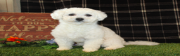 Bichon Frise dogs for sale: Dunkin - Ad 5