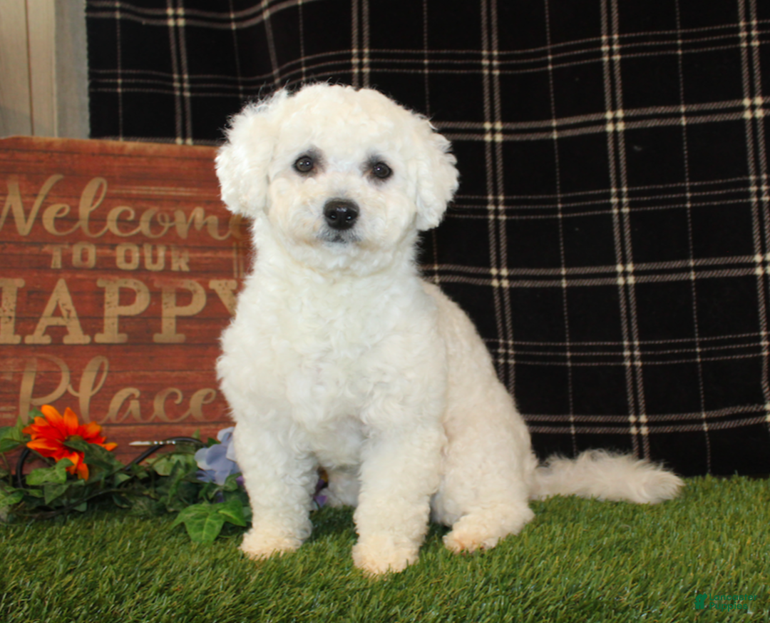 Bichon Frise dogs for sale: Dunkin - Ad 5