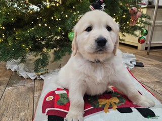 Golden Retriever dogs Golden Retriever Puppy 3 - Ad 42