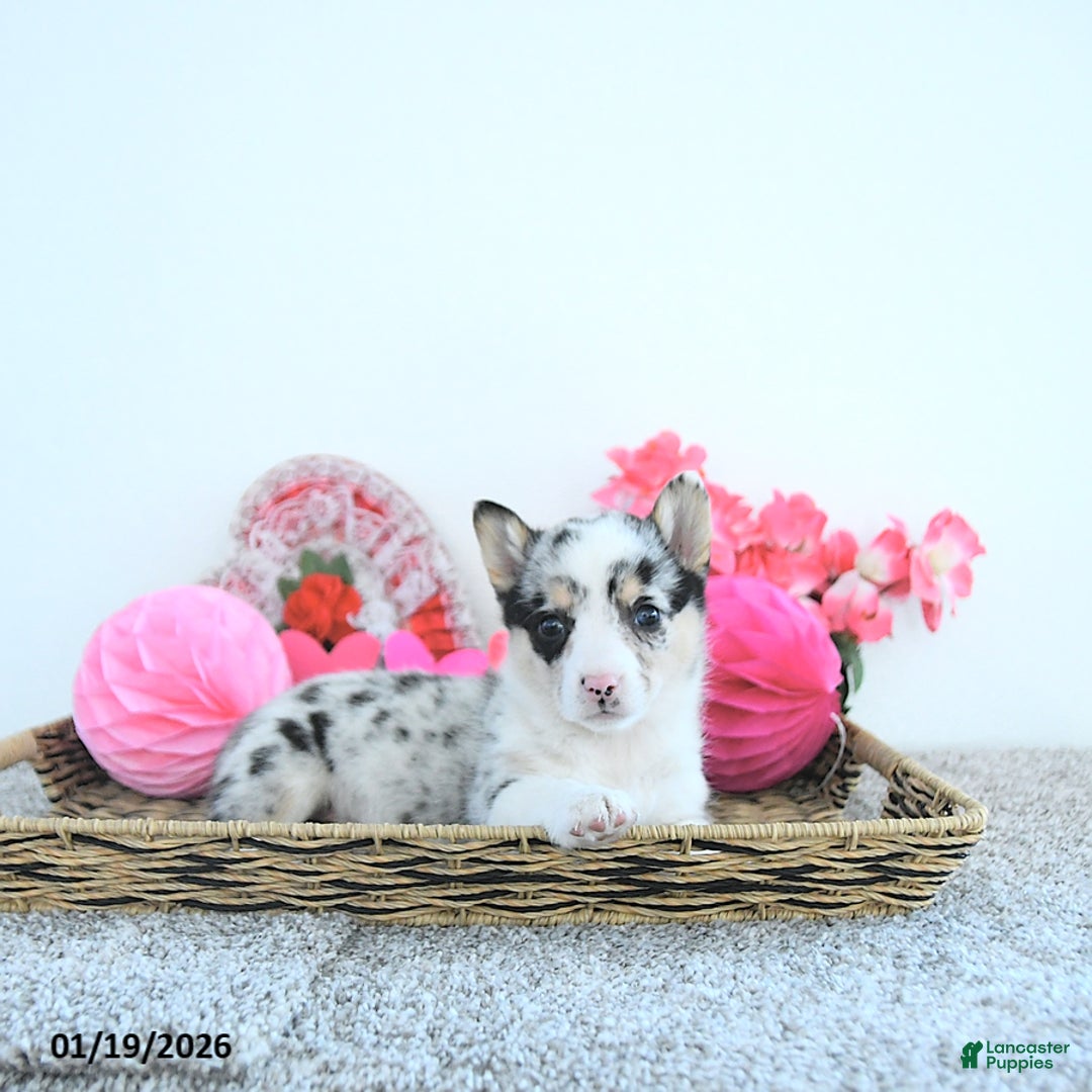 Welsh Corgi Pembroke dogs for sale: Lady - Ad 2