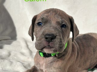 Great Dane dogs - Ad 17