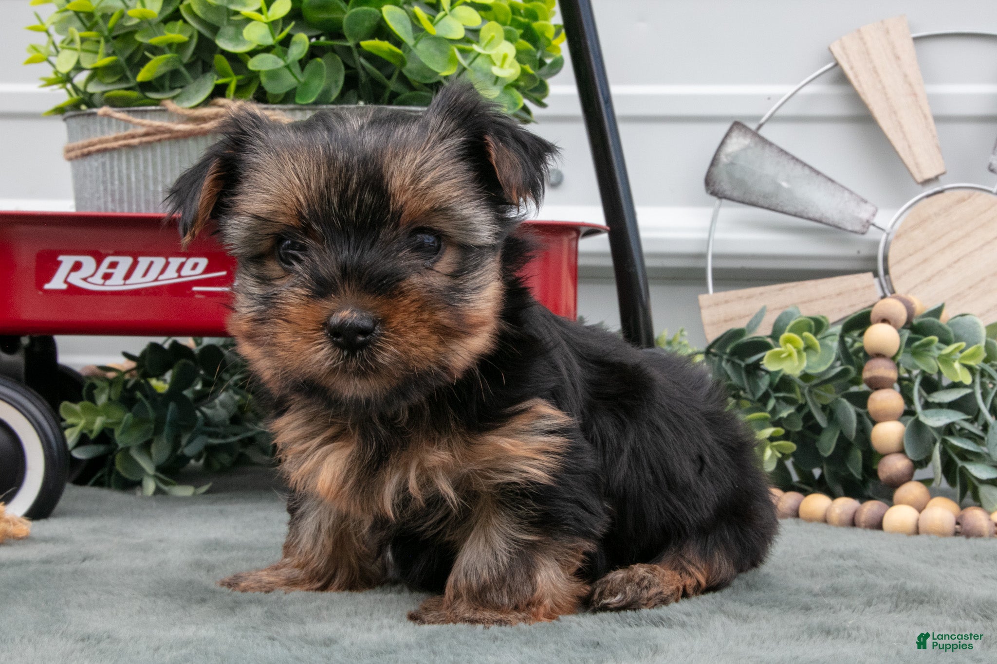 Yorkshire Terrier dogs Jinny - Ad 1