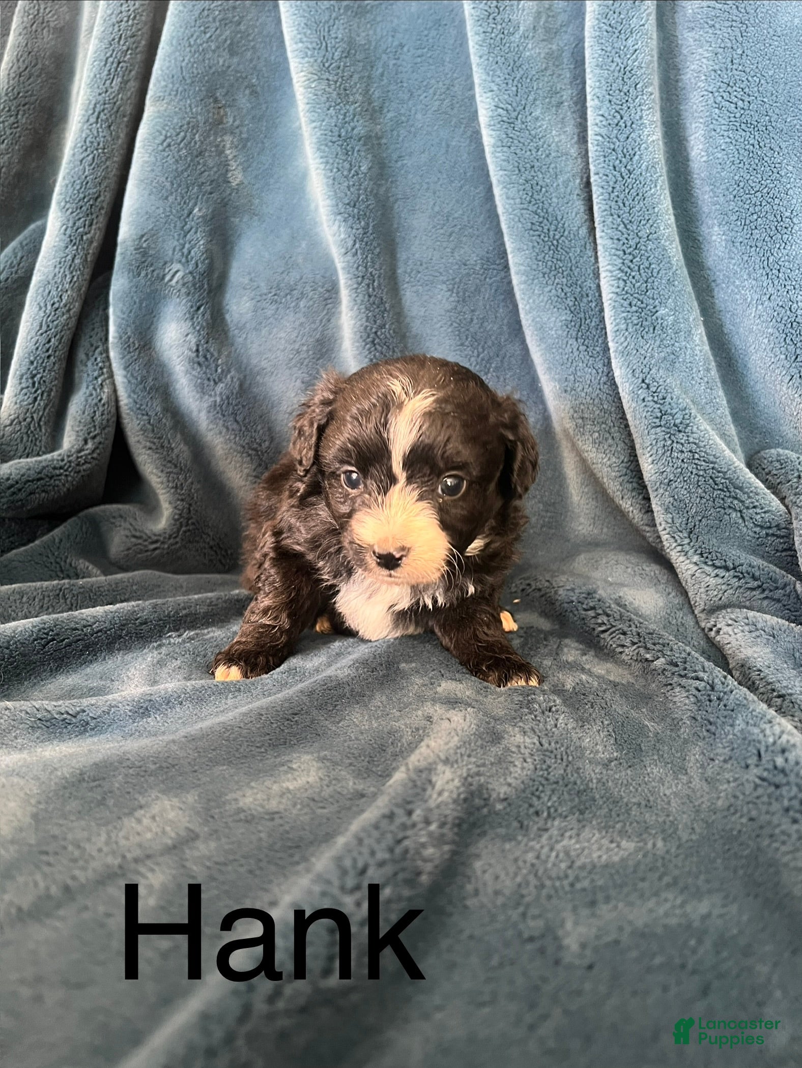 Mixed Breed dogs Hank - Ad 20