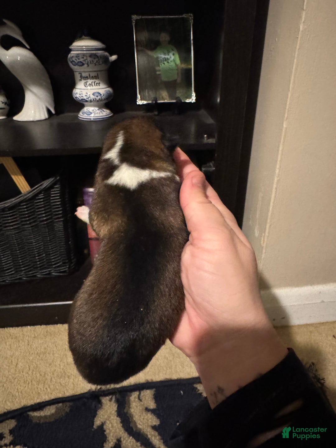 Shiba Inu dogs for sale: Shiba Inu Puppy 3 - Ad 3