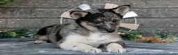 Pomsky dogs for sale: Ozzy - Ad 3