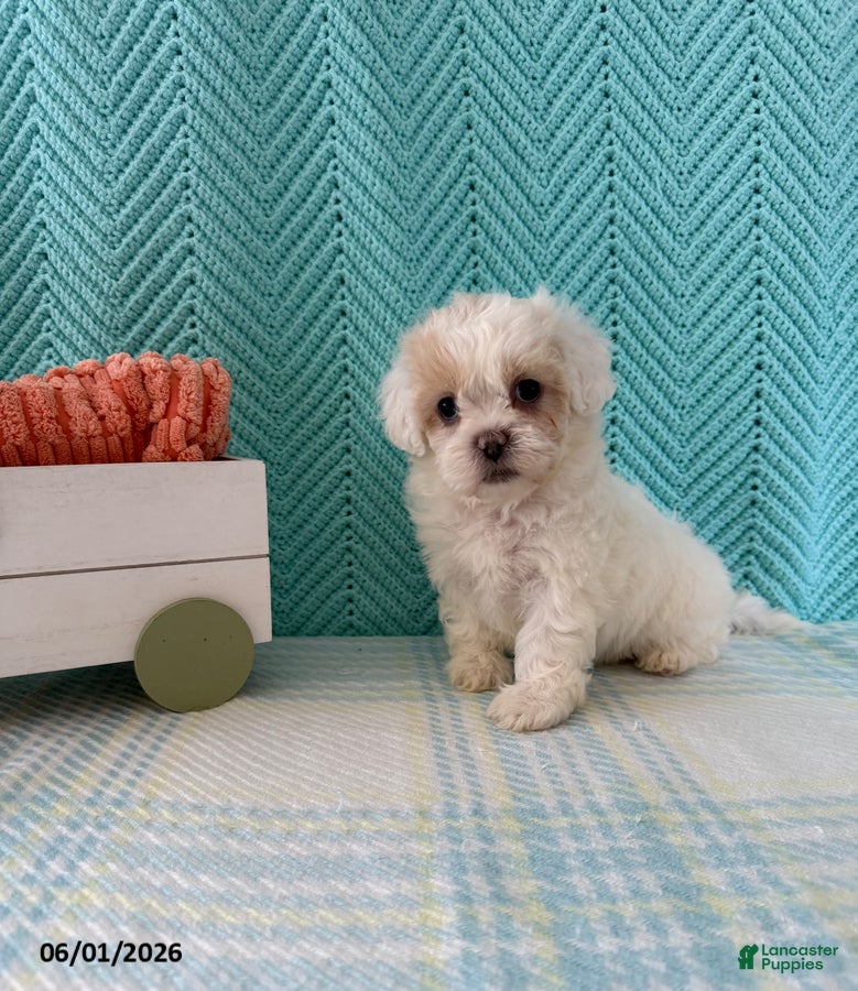 Mixed Breed dogs Mindy - Ad 1
