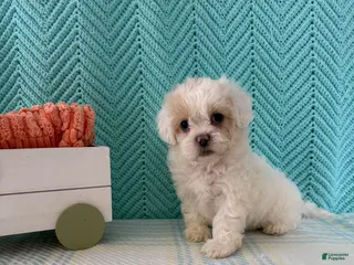 Mixed Breed dogs for sale: Mindy - Ad 2