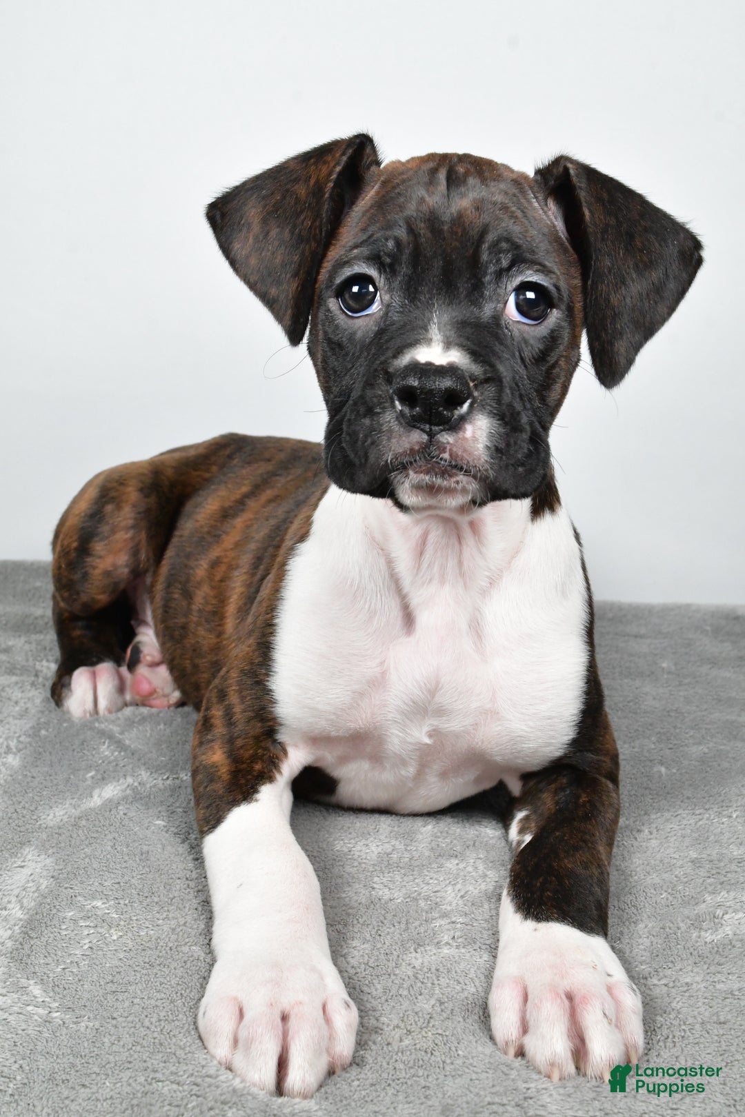 Boxer dogs for sale: Abbie - Ad 7
