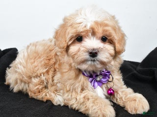 Maltipoo dogs - Ad 21