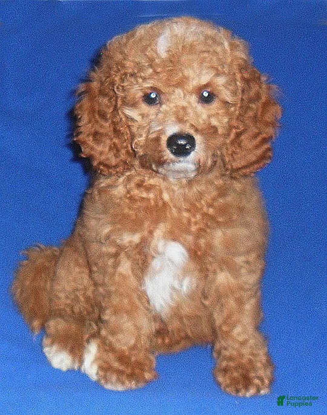 Cockapoo dogs for sale: Cooper - Ad 7