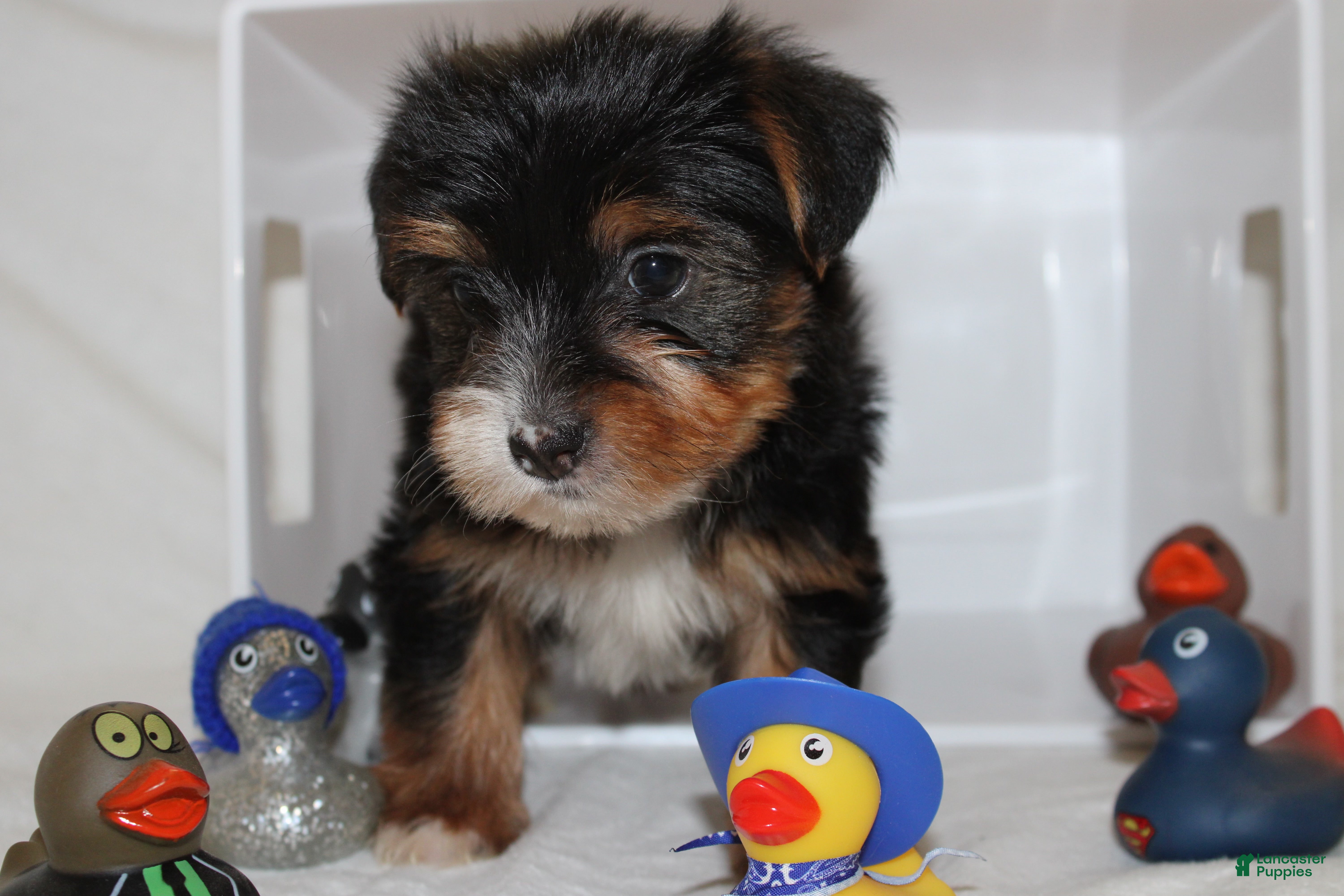 Yorkshire Terrier dogs Kaiden - Ad 2
