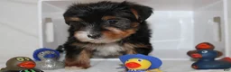 Yorkshire Terrier dogs for sale: Kaiden - Ad 2