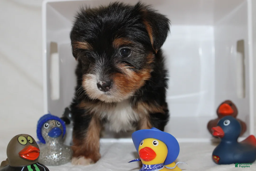 Yorkshire Terrier dogs for sale: Kaiden - Ad 2