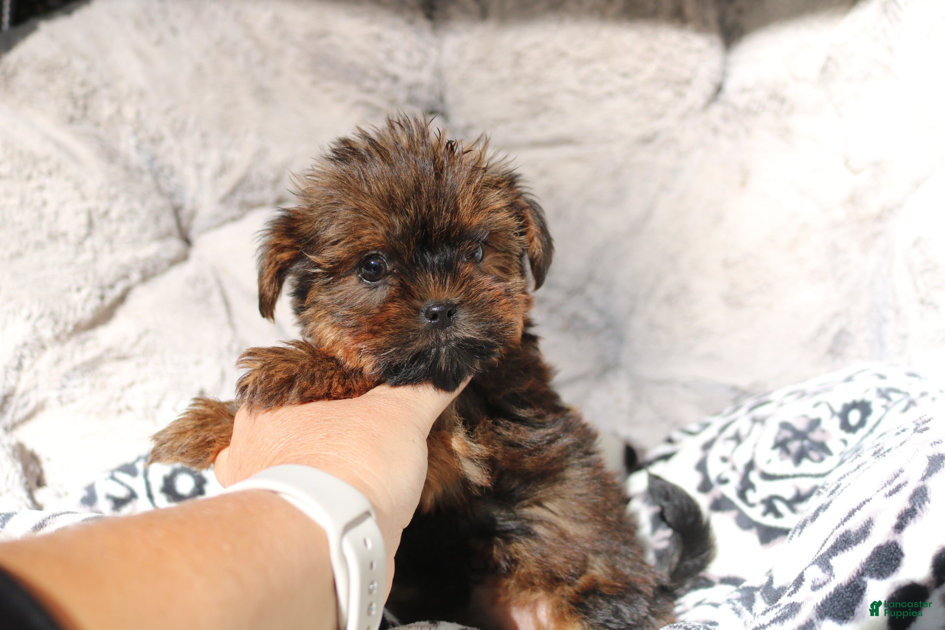 Shorkie dogs Bailey  - Ad 2