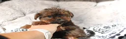 Shorkie dogs for sale: Bailey  - Ad 2