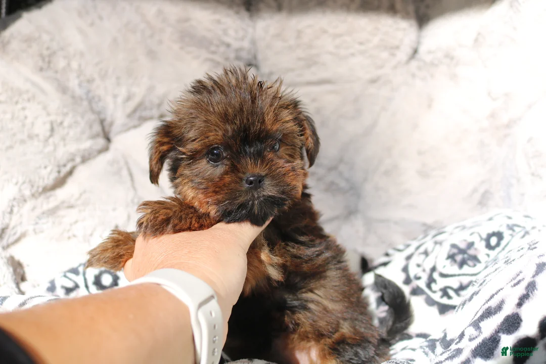 Shorkie dogs for sale: Bailey  - Ad 2