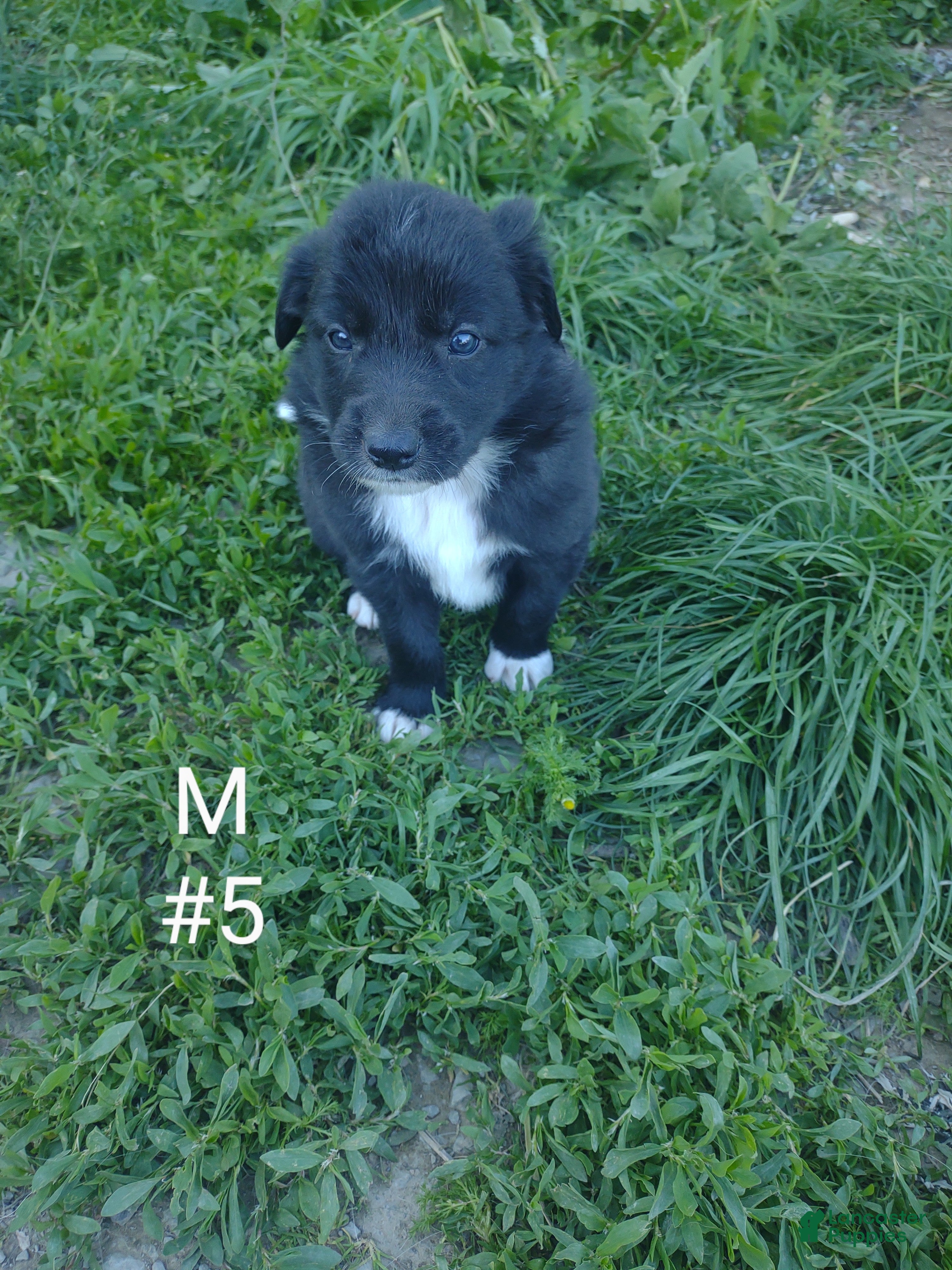 Border Collie dogs Border Collie Puppy 5 - Ad 28