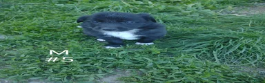 Border Collie Puppy 5