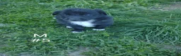 Border Collie dogs for sale: Border Collie Puppy 5 - Ad 1