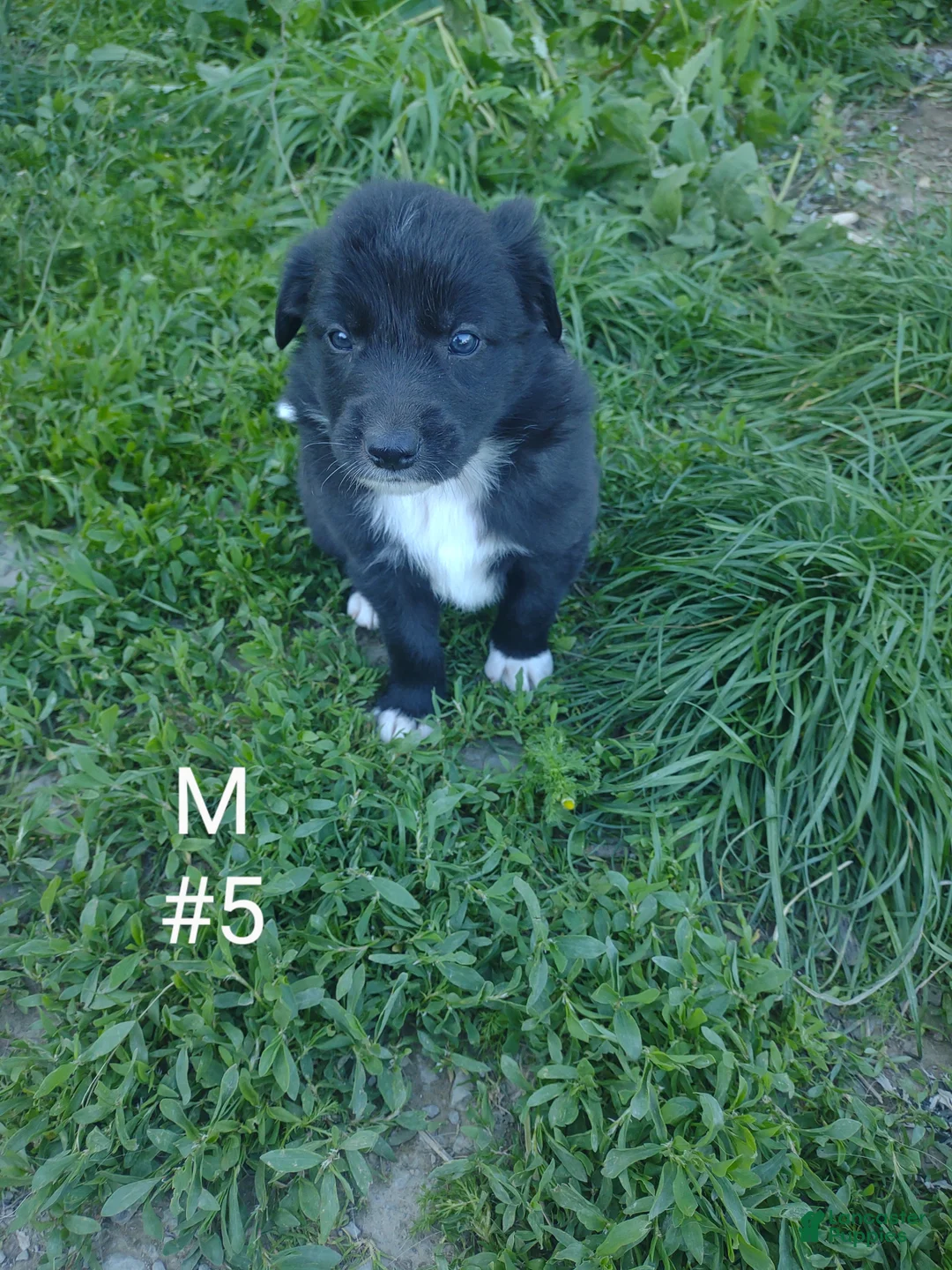 Border Collie dogs for sale: Border Collie Puppy 5 - Ad 1