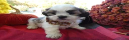 Shih Tzu dogs for sale: Shih Tzu 4 Drake - Ad 1