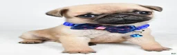 Pug dogs for sale: Ace - Ad 6