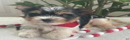 Biewer Terrier dogs for sale: Trey - Ad 3