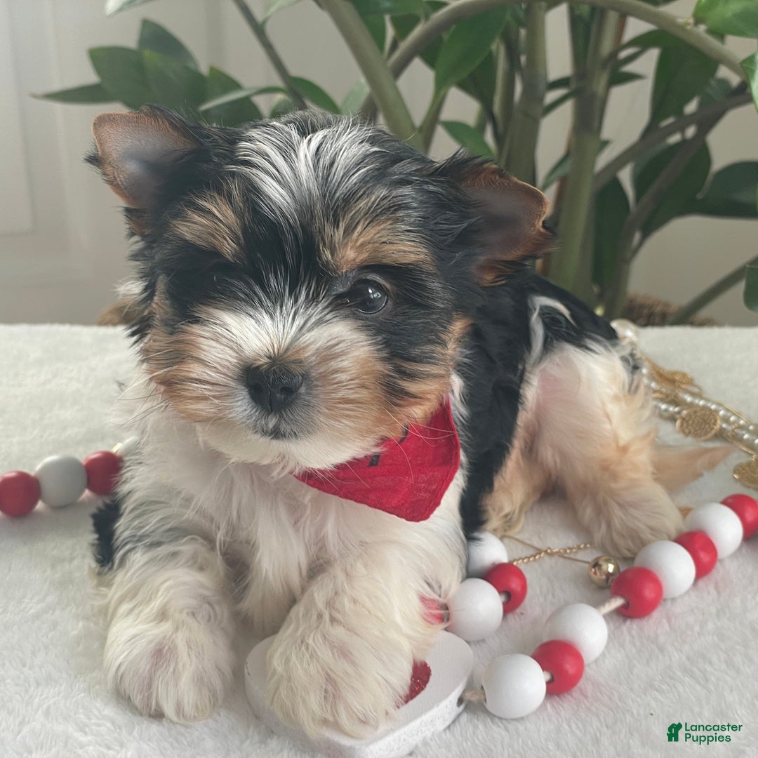 Biewer Terrier dogs for sale: Trey - Ad 3