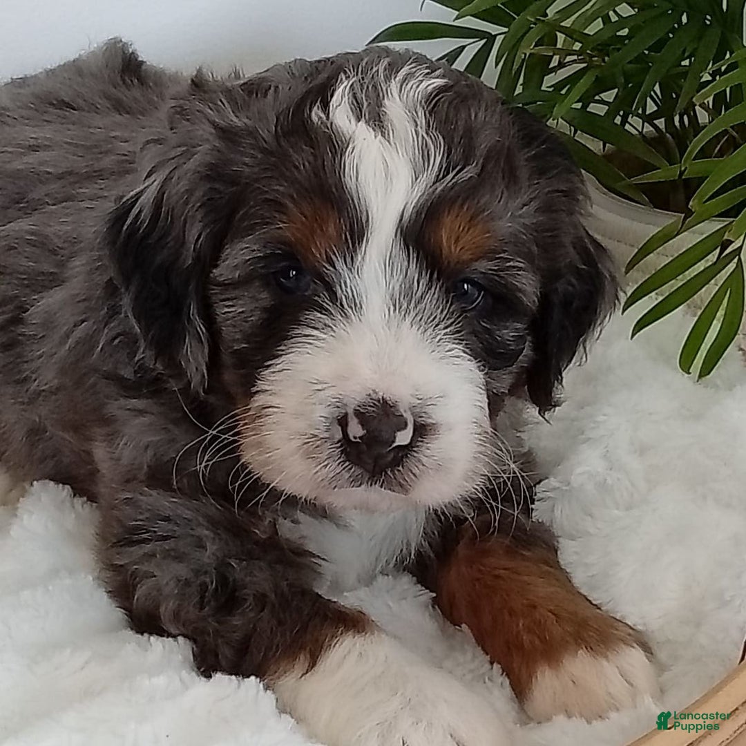 Gallery Image {{count}}