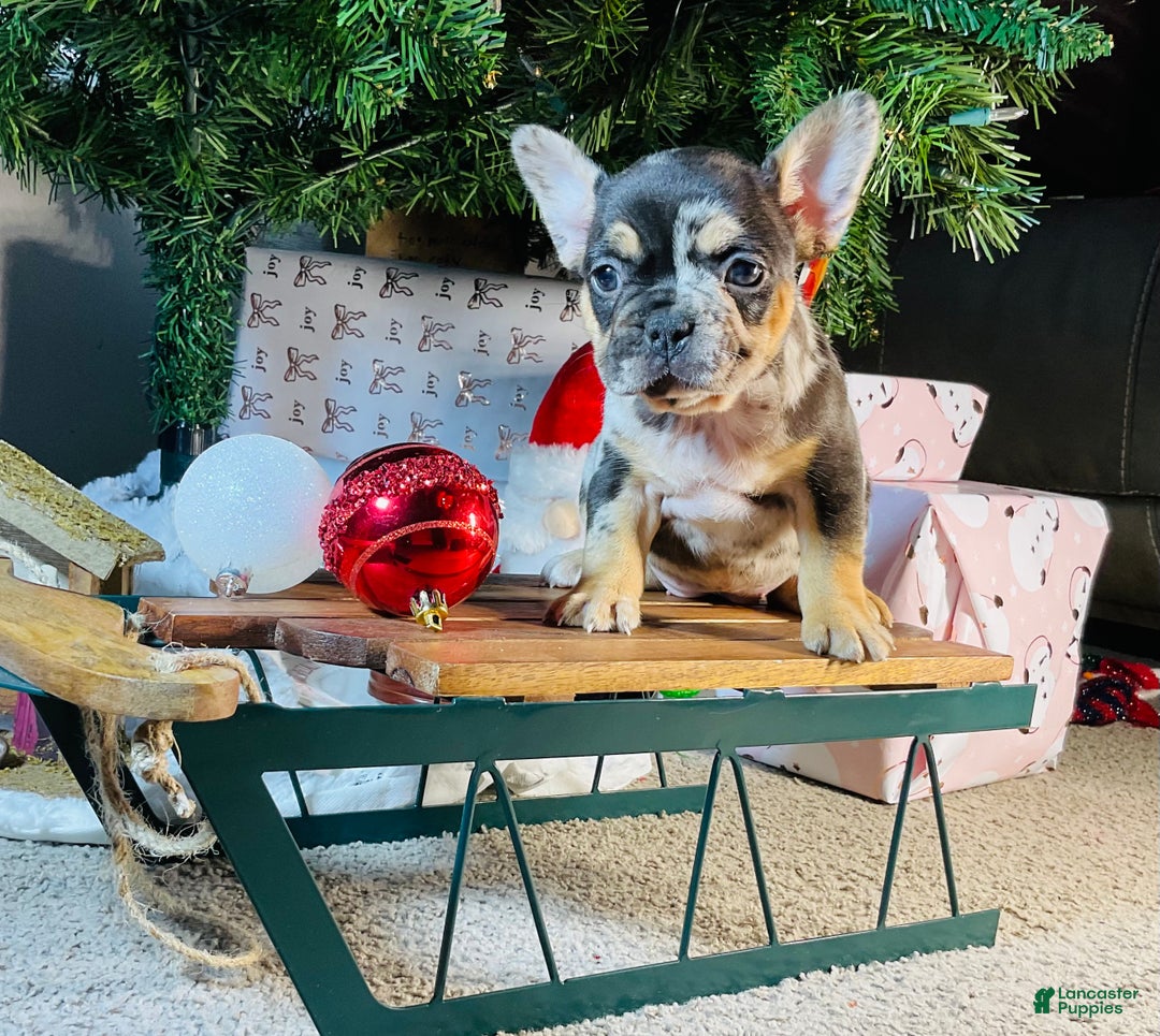 French Bulldog dogs for sale: MILA  - Ad 2