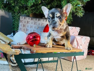 French Bulldog dogs MILA - Ad 31