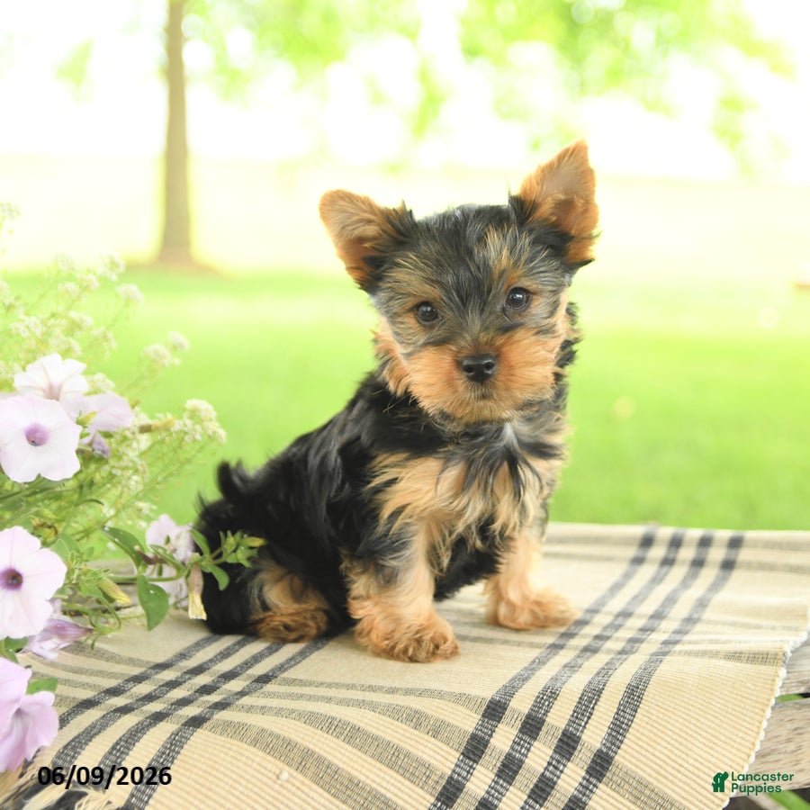 Yorkshire Terrier dogs Chocolate - Ad 2