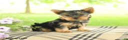 Yorkshire Terrier dogs for sale: Chocolate - Ad 2