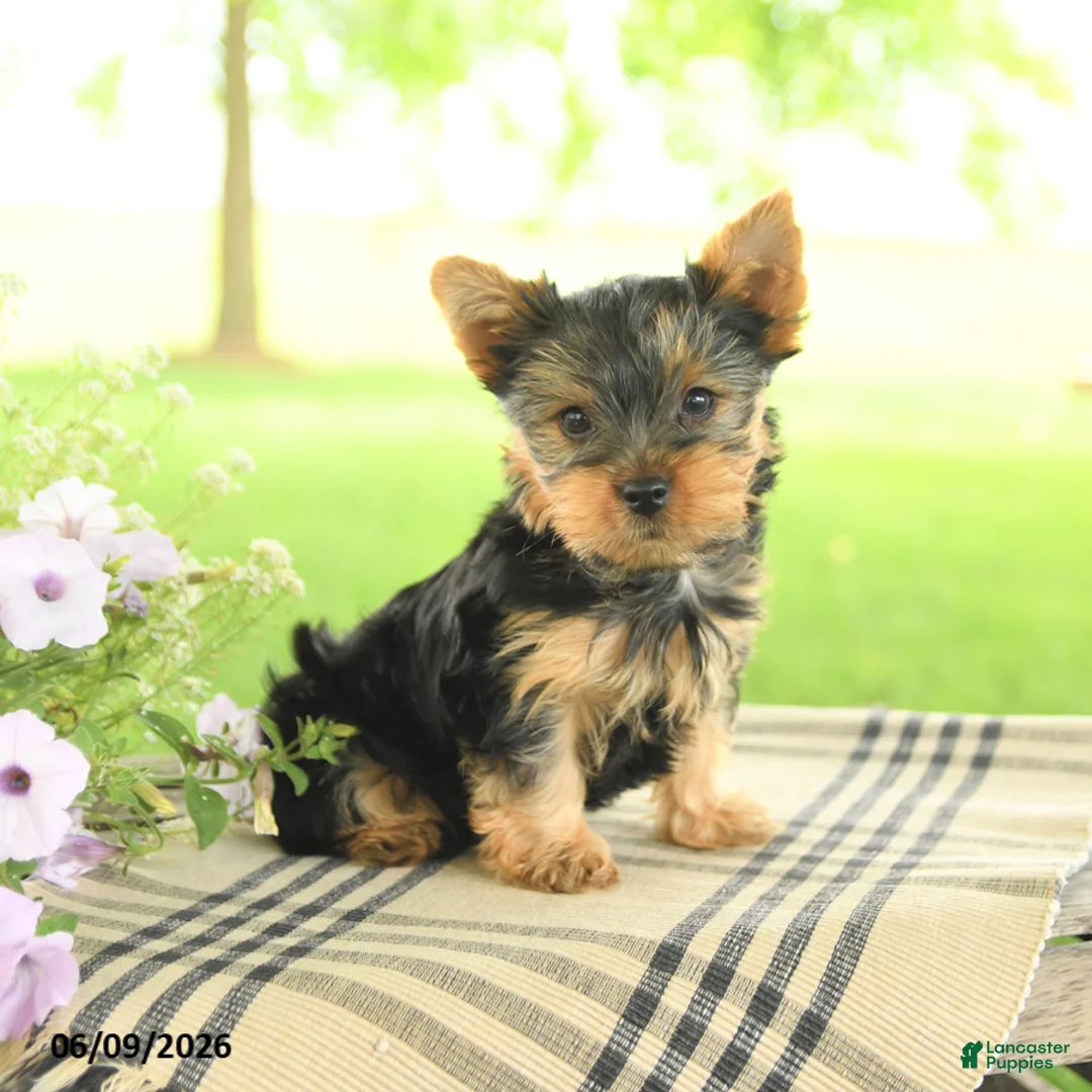 Yorkshire Terrier dogs for sale: Chocolate - Ad 2