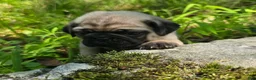 Pug dogs for sale: Manny - Ad 20