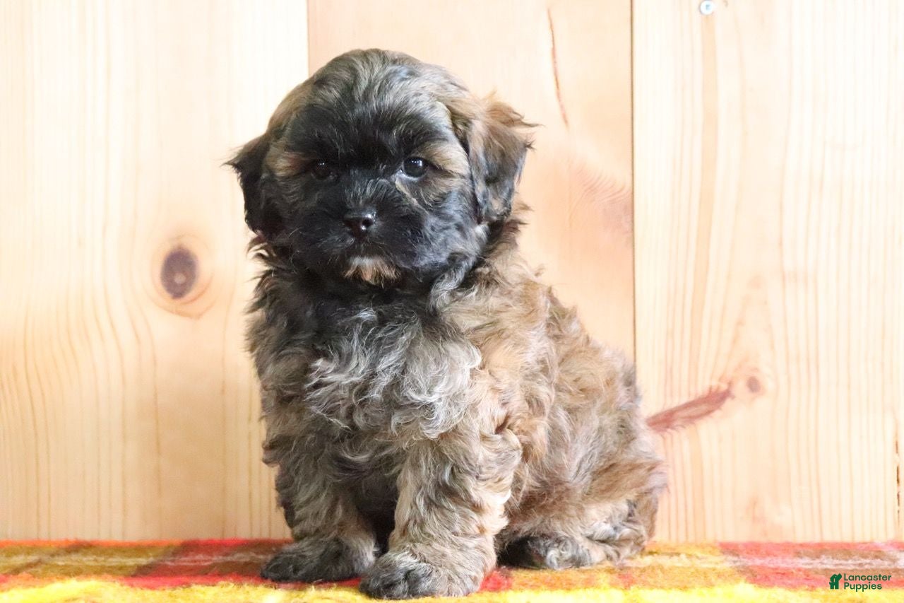 Shihpoo dogs Detroit - Ad 1
