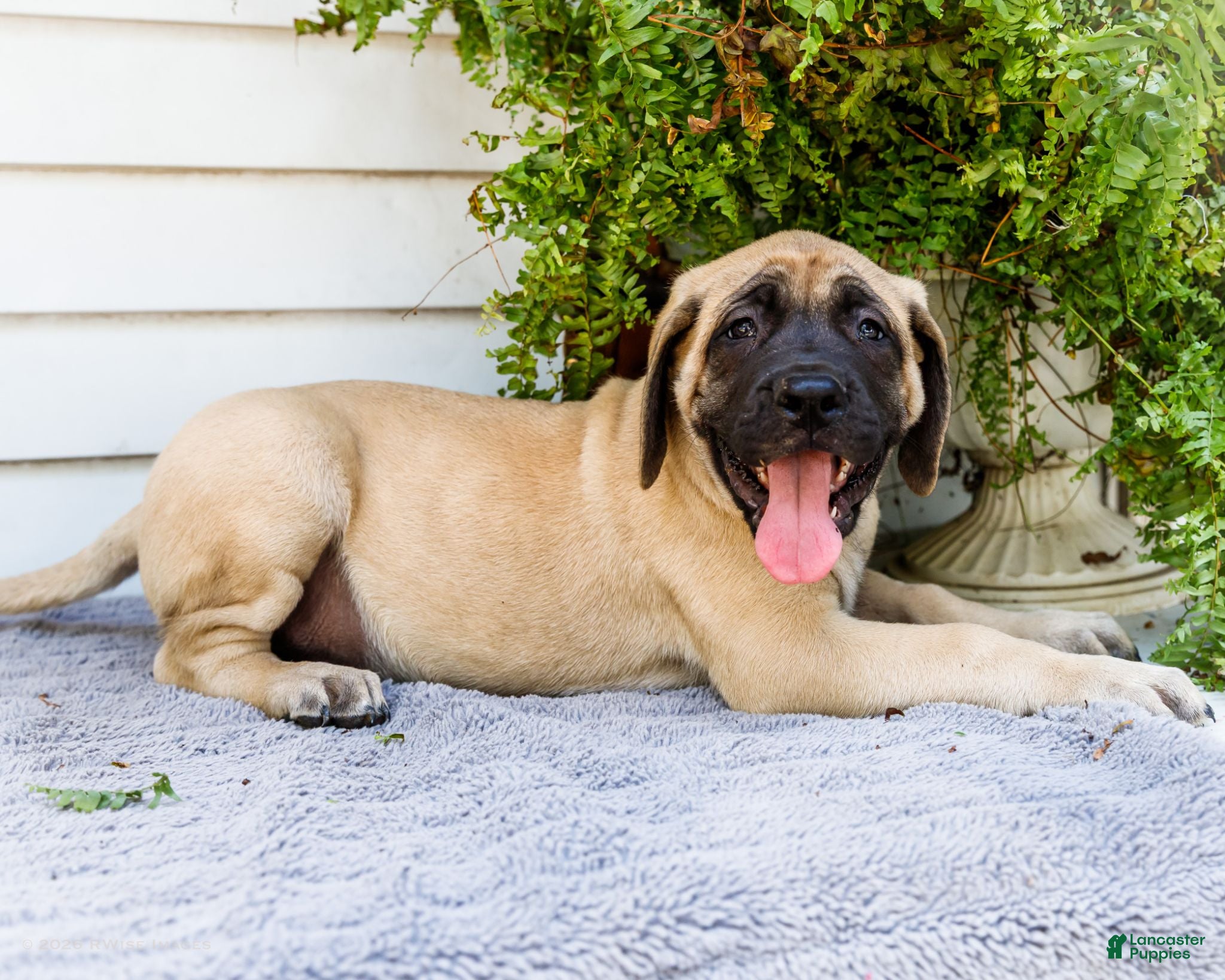 English Mastiff dogs Miles - Ad 2